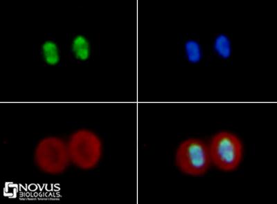 Immunocytochemistry/Immunofluorescence: Histone H4 [ac  Lys16] Antibody [NB21-2077] - Histone H4 K16ac antibody was tested in HeLa cells with FITC (green). Nuclei and alpha-tubulin were counterstained with DAPI (blue) and Dylight 550 (red).